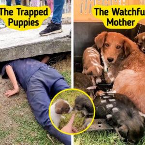 Love Slipped Through the Cracks: The Heartwarming Rescue of “Mama Lucha” and Her Puppies That United a Community